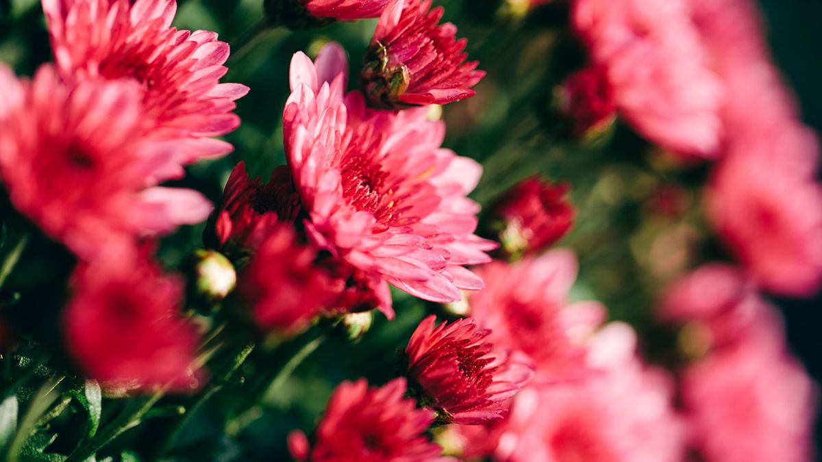 Deco jardin 505 Tipos de crisantemo rosa