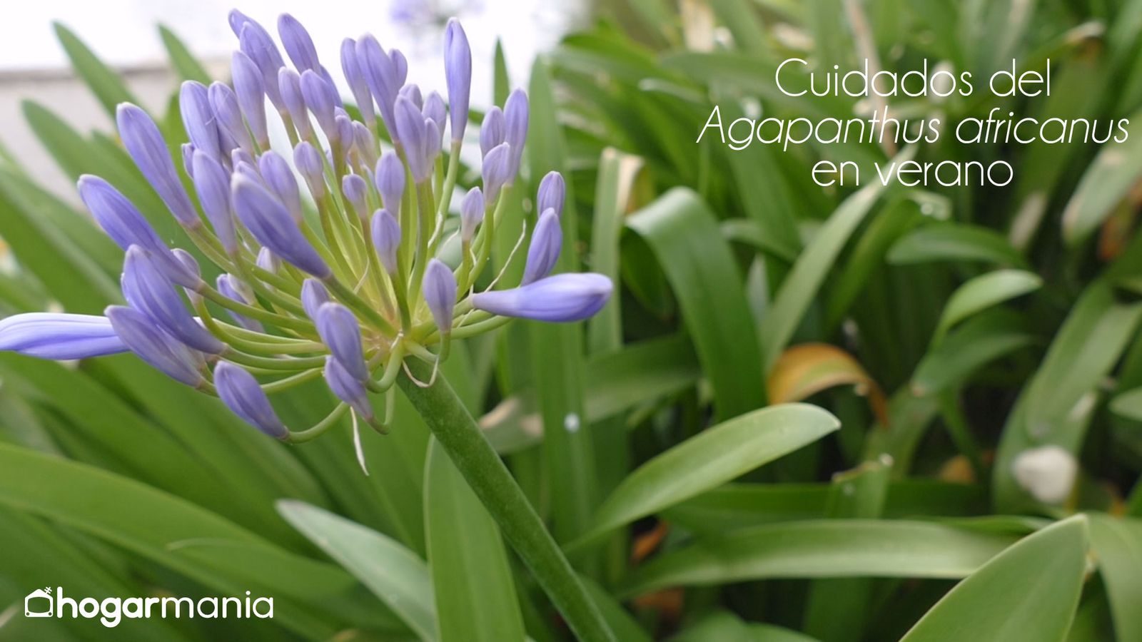 cuidados gapanthus africanus verano xl