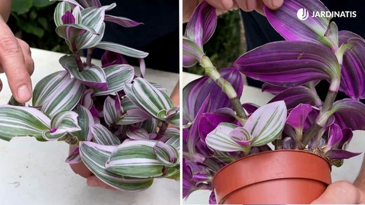 Tradescantia albiflora nanouk