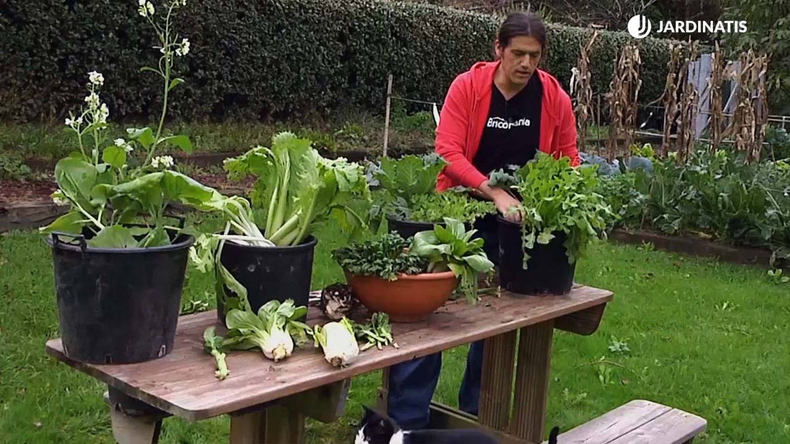 cultivar hortalizas verduras asiaticas en el balcon xl brico767