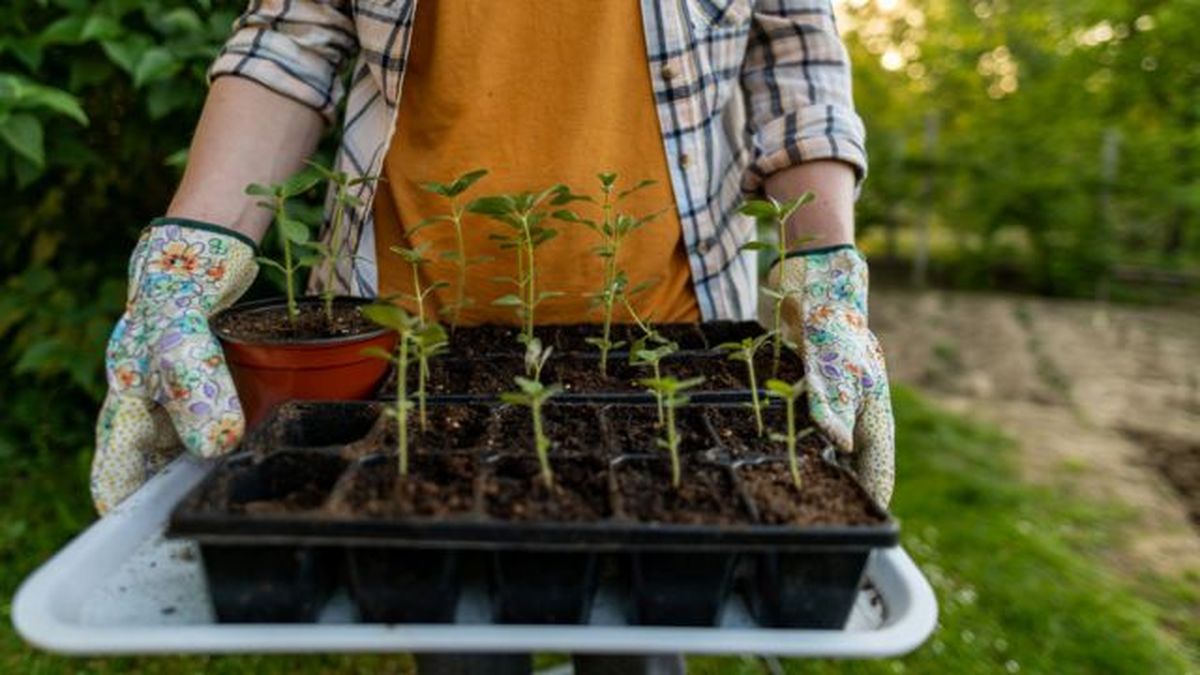 plantulas de Antirrhinum majus