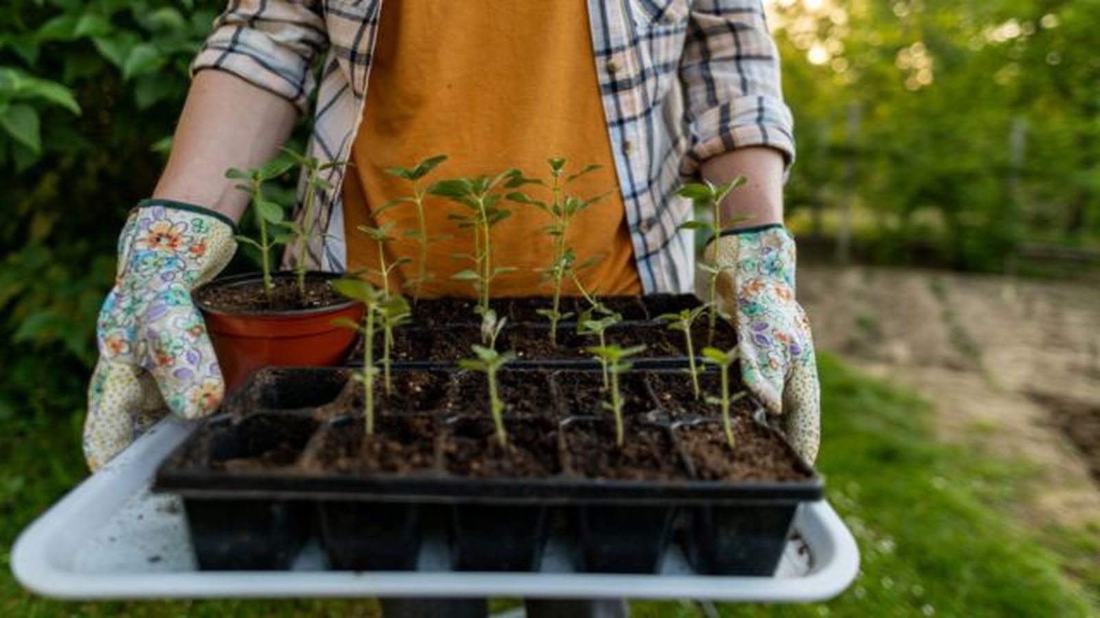 plantulas de Antirrhinum majus