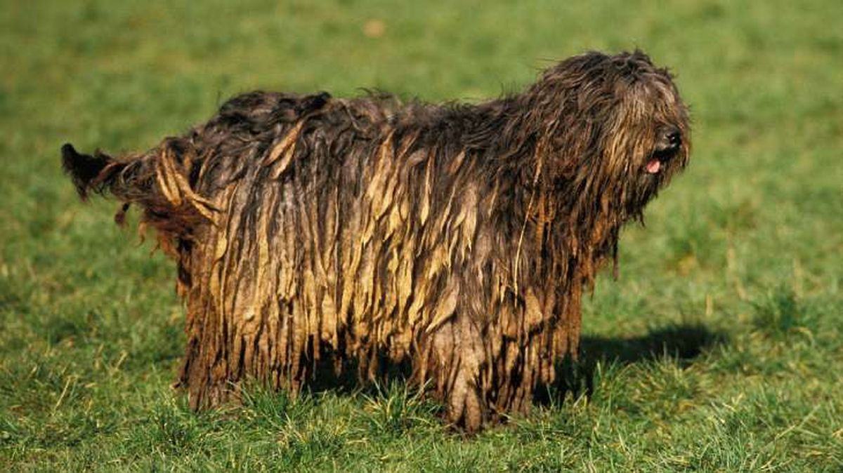 perro pastor de bergamo 15