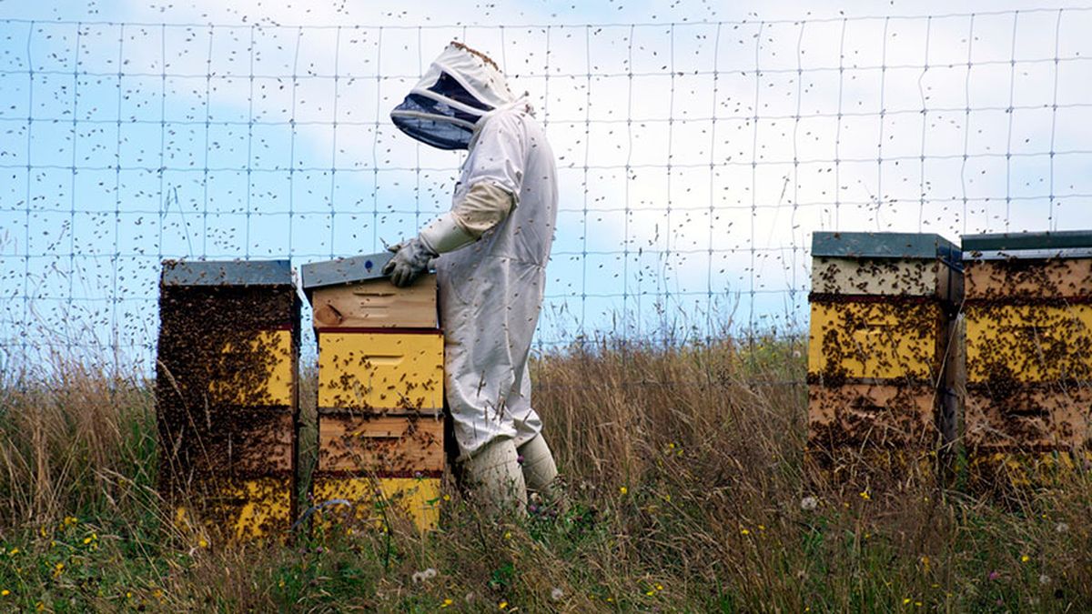 que pasaria si desaparecen abejas 4