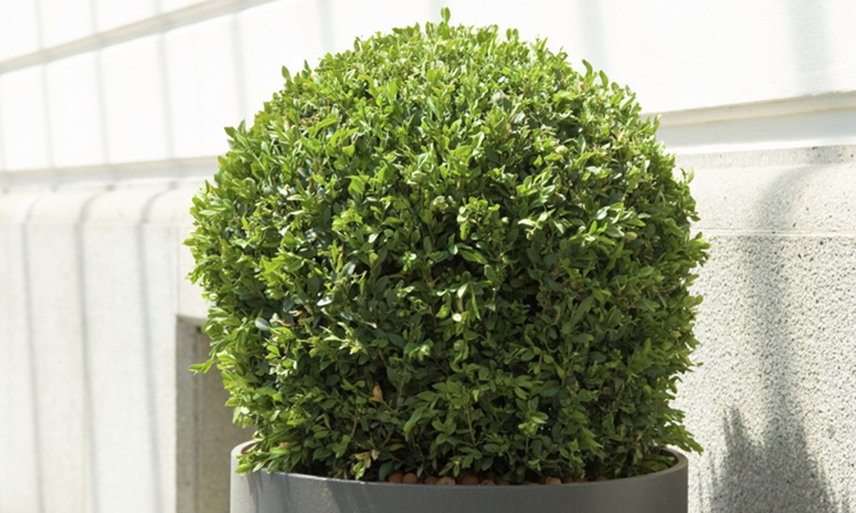 La plaga del hongo cylindrocladium buxicola