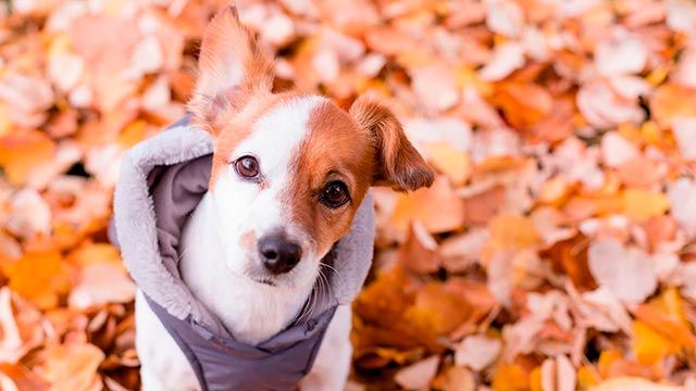 abrigar perro frio 1