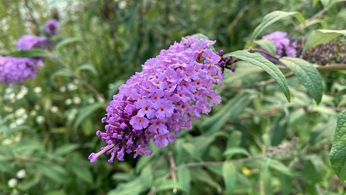 Buddleja Davidii