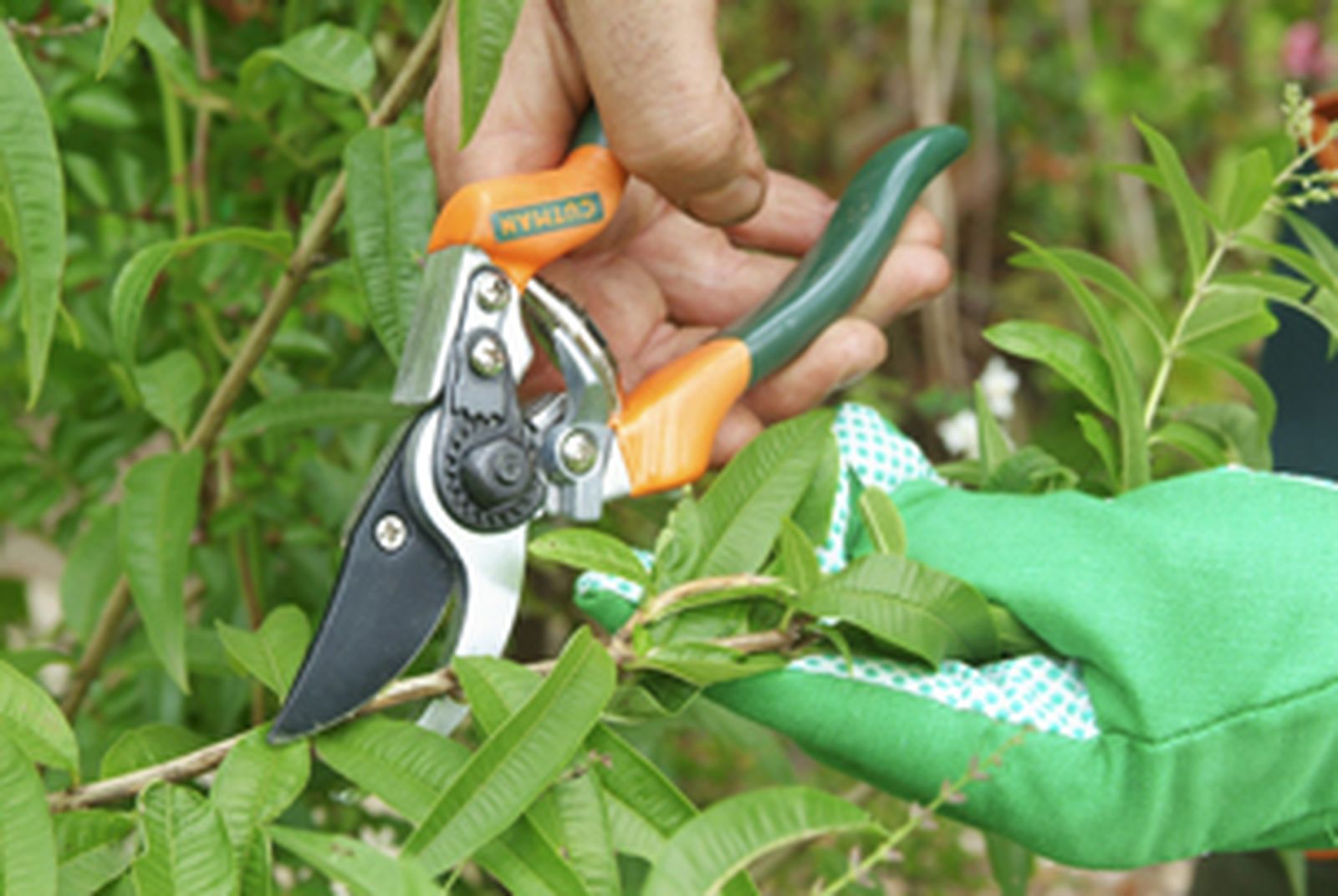 Esquejes o gajos para reproducir plantas paso 1
