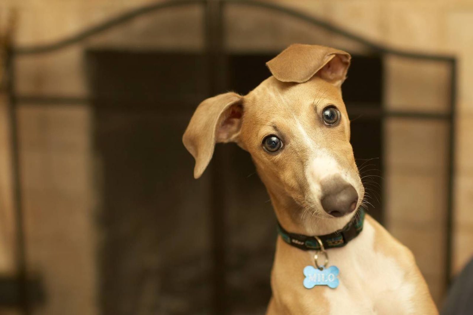 Si buscas un compañero activo y lleno de vida, el piccolo italiano puede ser tu mejor opción.