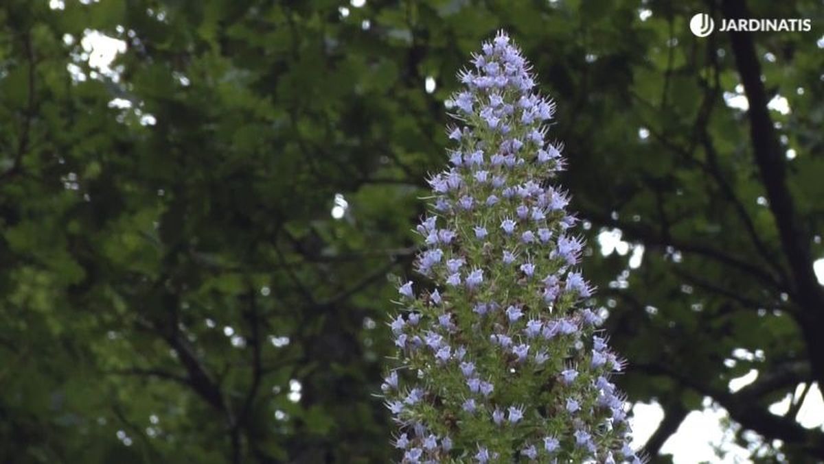 La exposición solar es fundamental para su floración