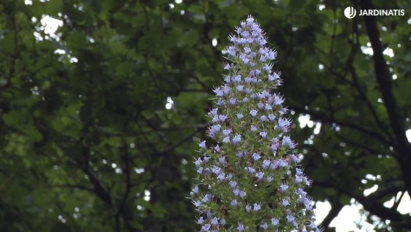 La exposición solar es fundamental para su floración