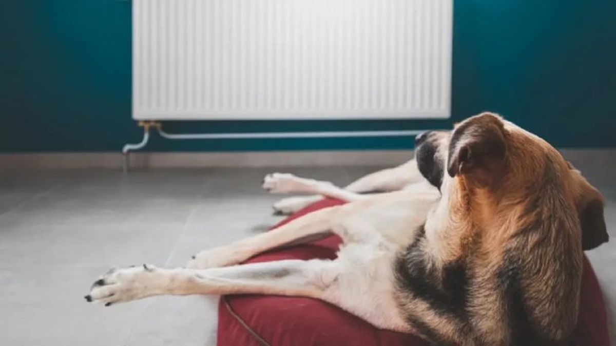 displasia de cadera en perros 1