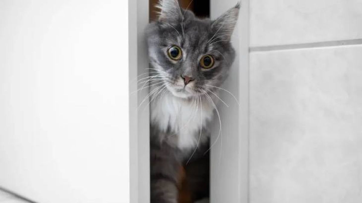 por que mi gato me acompana al bano 4 (1)