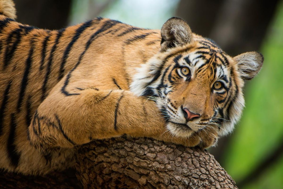 Tigre (panthera tigris).