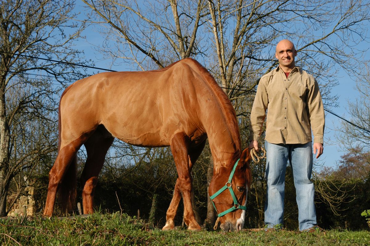 DEKO_MASCOTAS_056 cuidado caballos centro hipico
