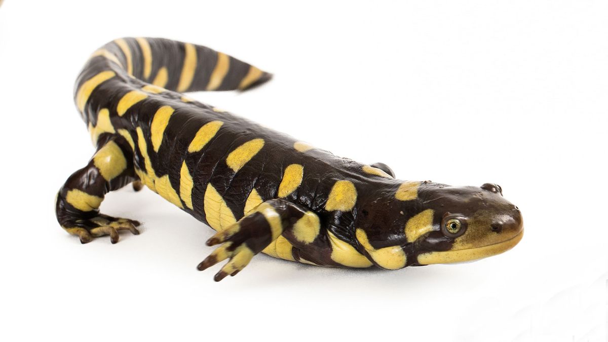 animales exoticos serpiente salamandra2