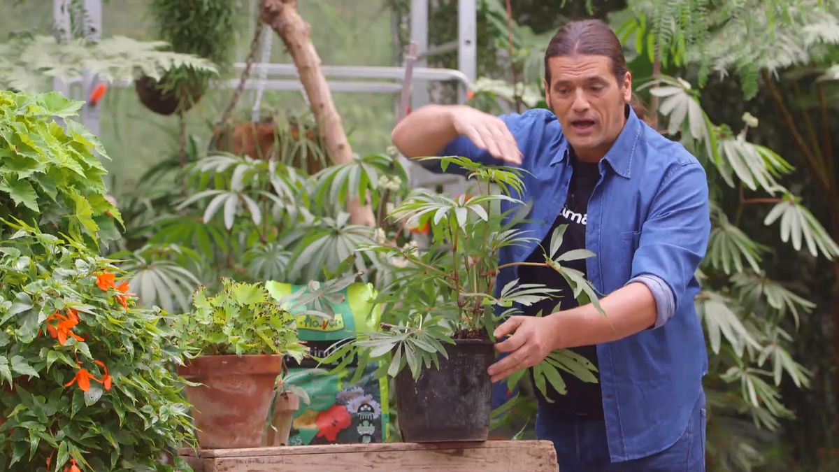 brico 928 3 begonia luxurians plantacion