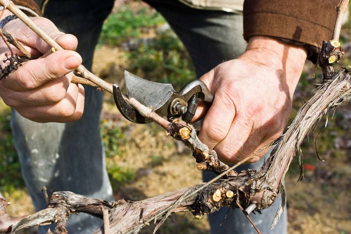 Es imprescindible podar las parras en el momento adecuado y con la técnica correcta.