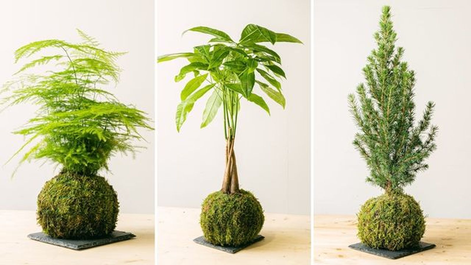 Kokedamas be green