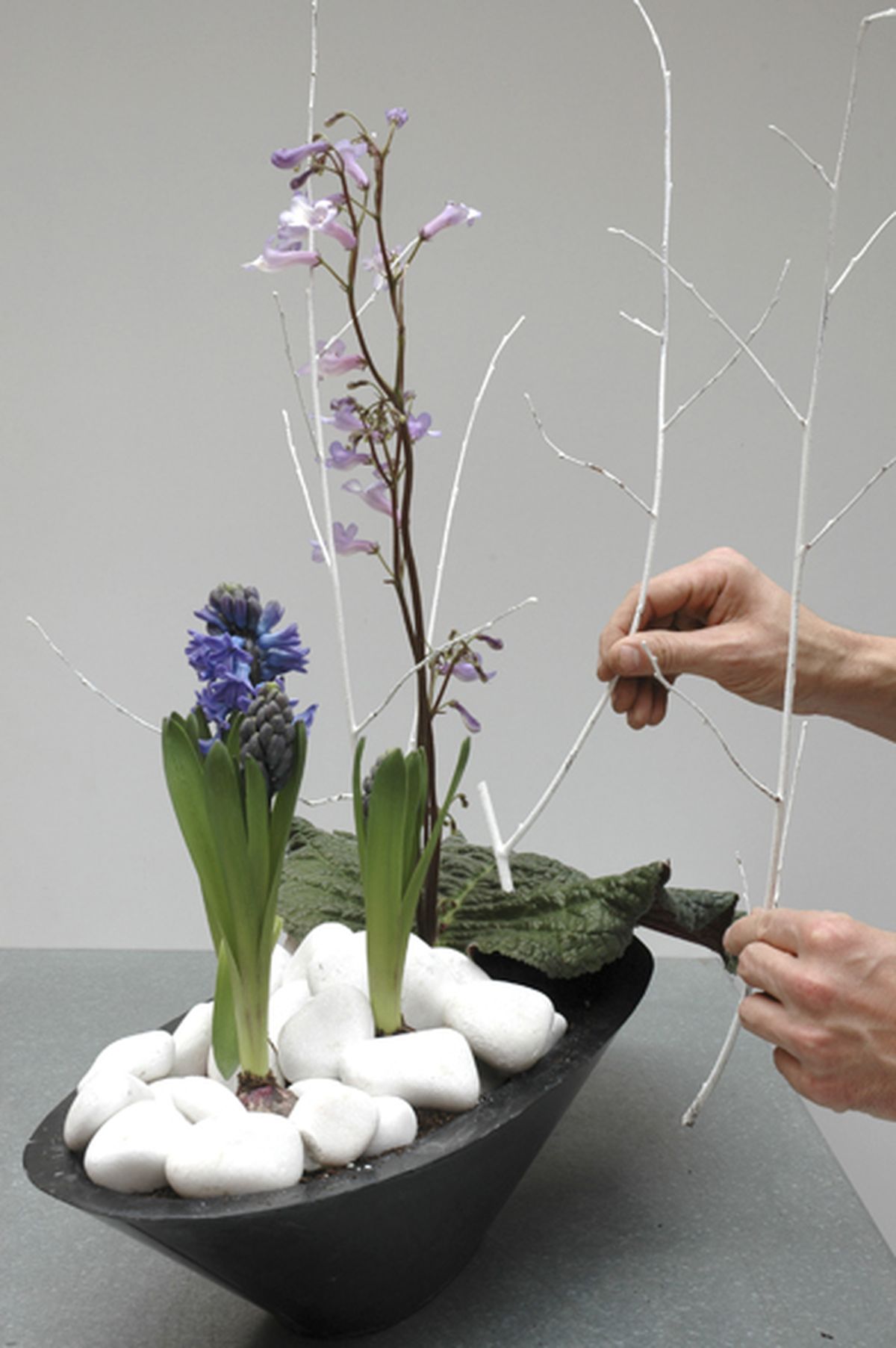 STREPTOCARPUS WENDLANDII Paso 4