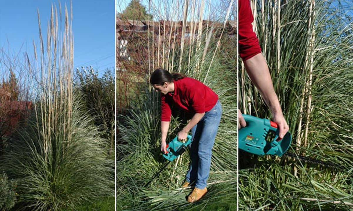 brico jardin 323 podar arbustos jardin paso 1 2 3