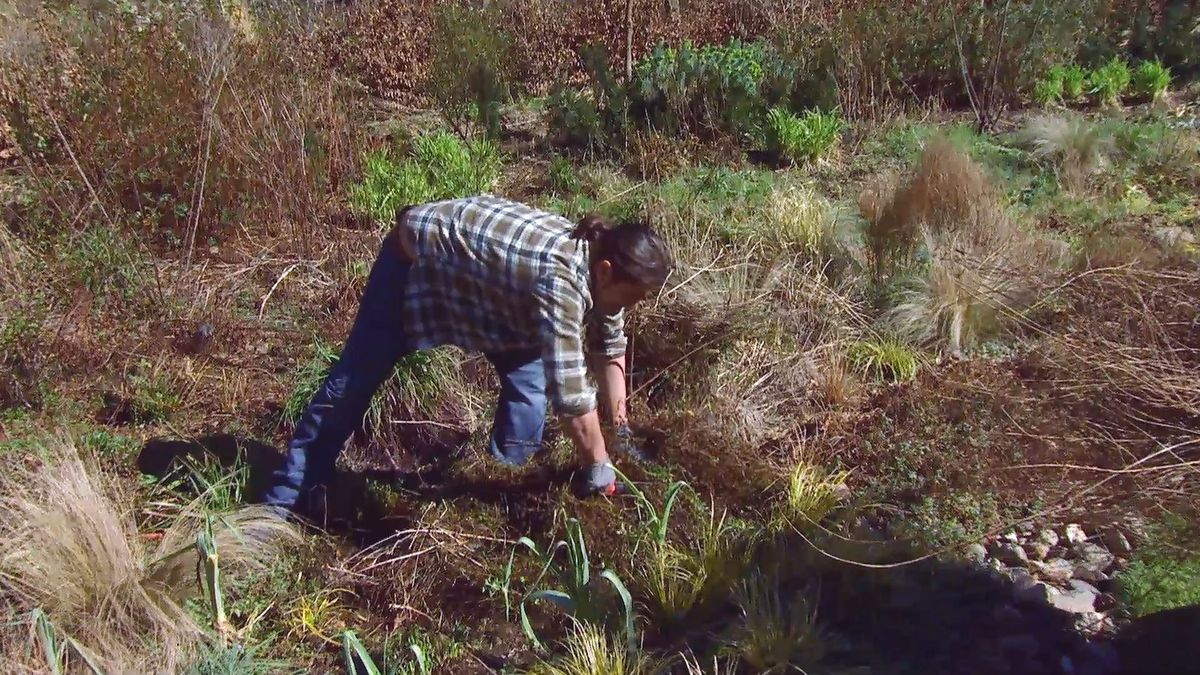 deco646 poda parterre vivaces mantillo poda tijeras