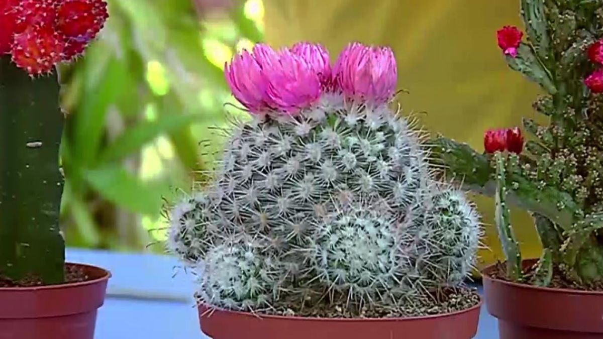 brico 681 plantas pequenas vestir la mesa cactus