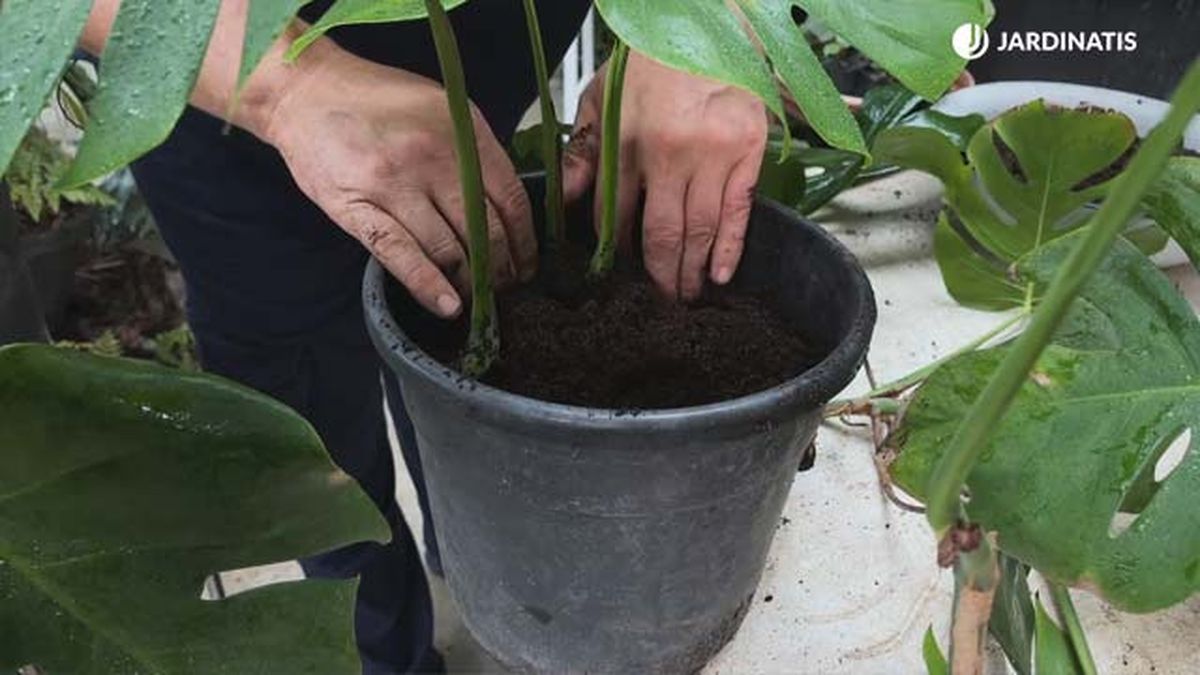 multiplicar por esquejes la costilla de adan sustrato jardinatis