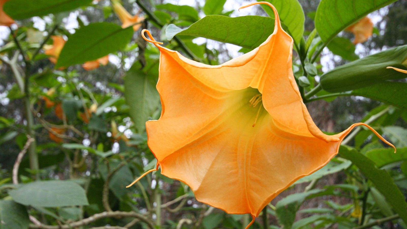 datura stramonium planta venenosa