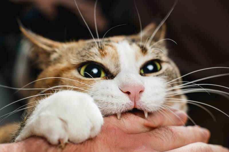 Nuestro gato puede estar padeciendo un trastorno obsesivo-compulsivo (TOC) felino o bien estrés crónico.