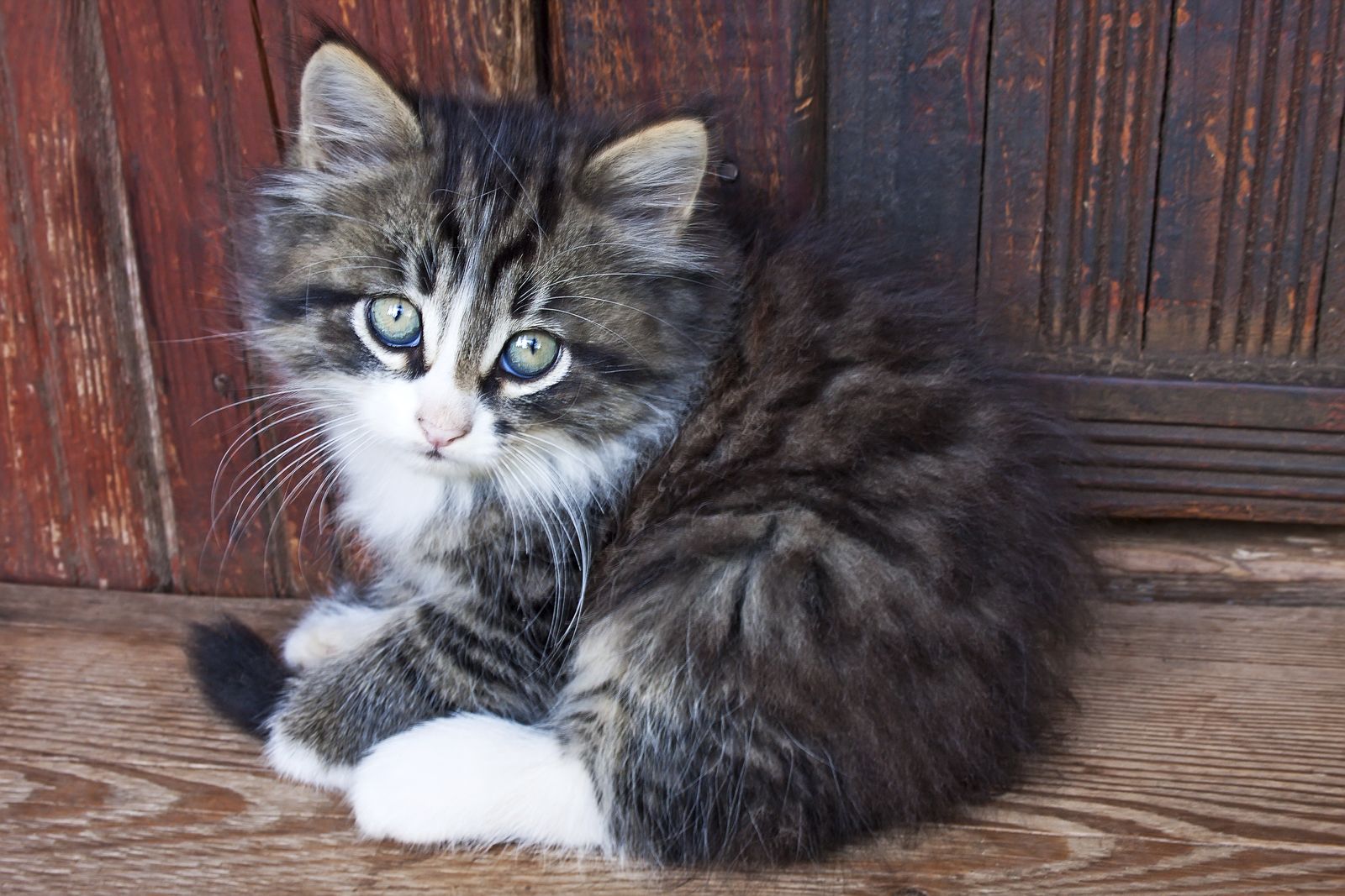 Cuidados de una gata cachorro adoptada en la calle