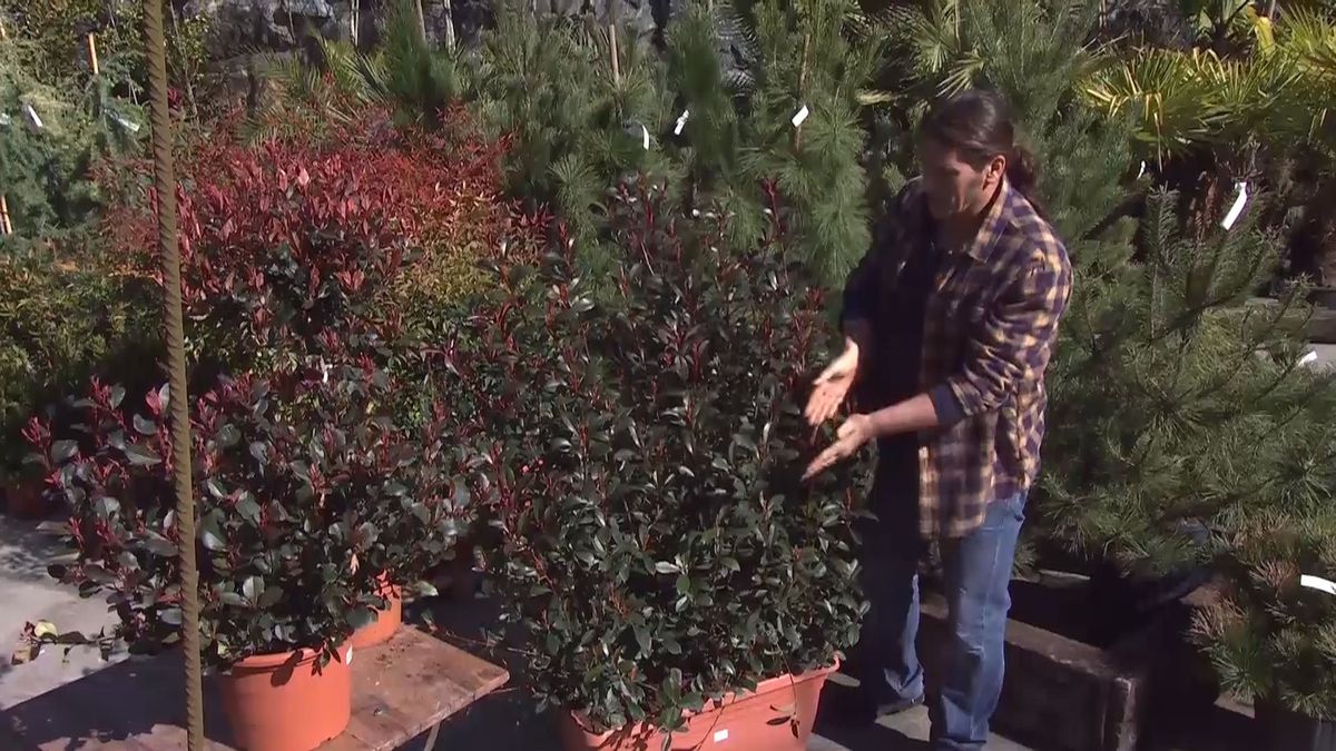 deco 688 photinia red robin jardinera