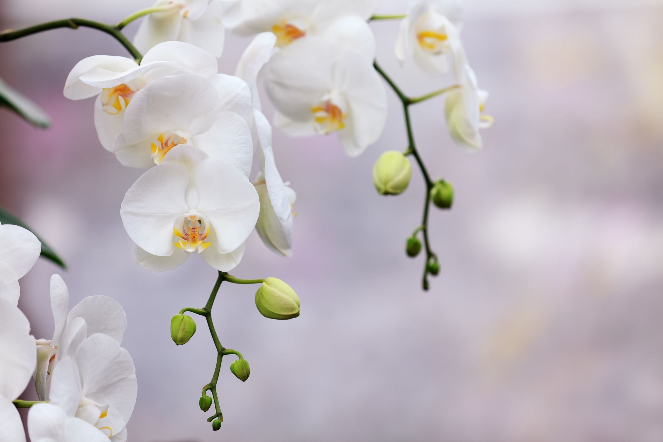 orquidea tipos