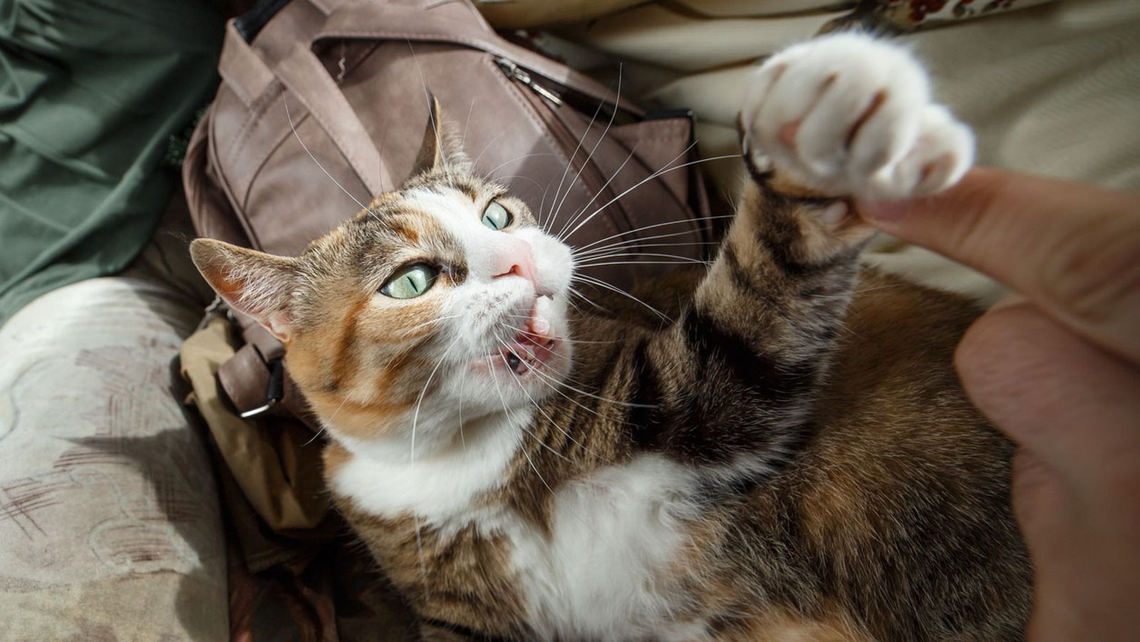 trucos para conseguir que tu gatito no te muerda