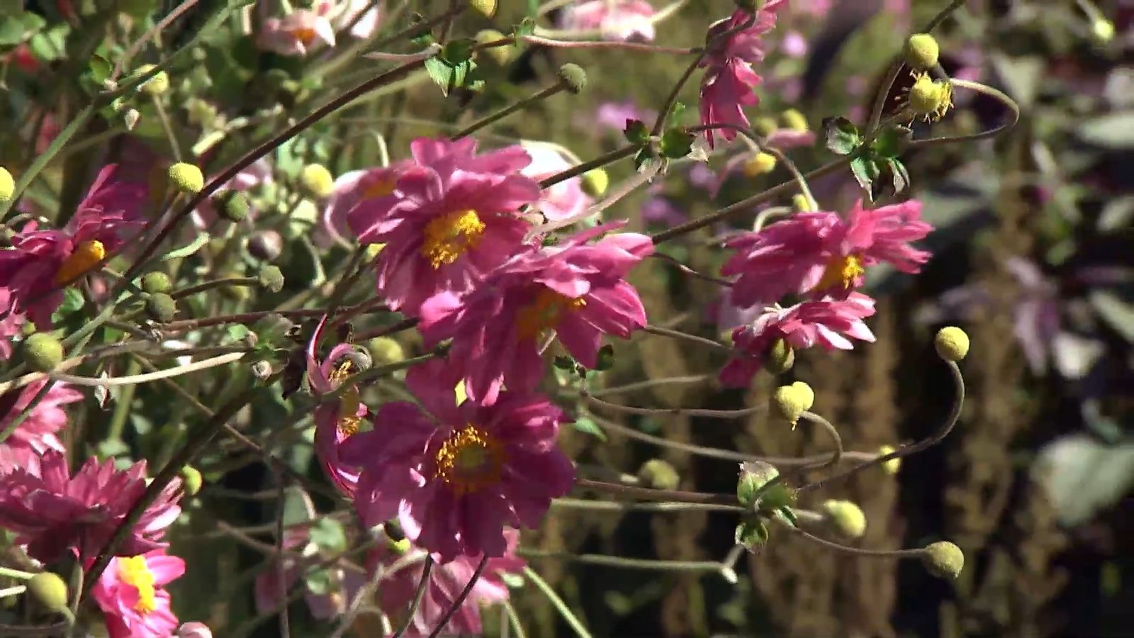 deko 0707 jardineria anemona japonica xl