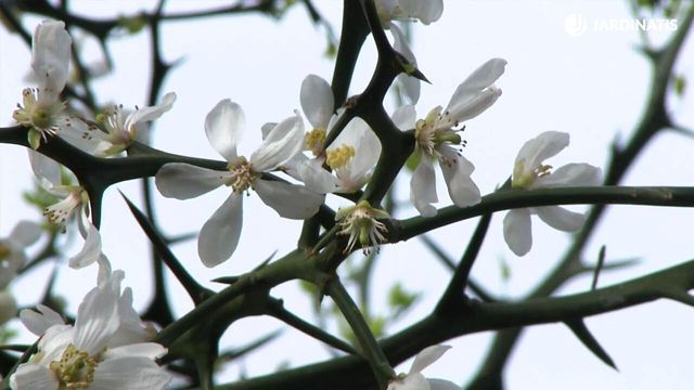 deco 771 jardin poncirus trifoliata floracion