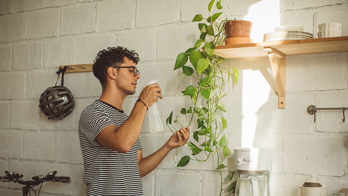 plantas para la cocina