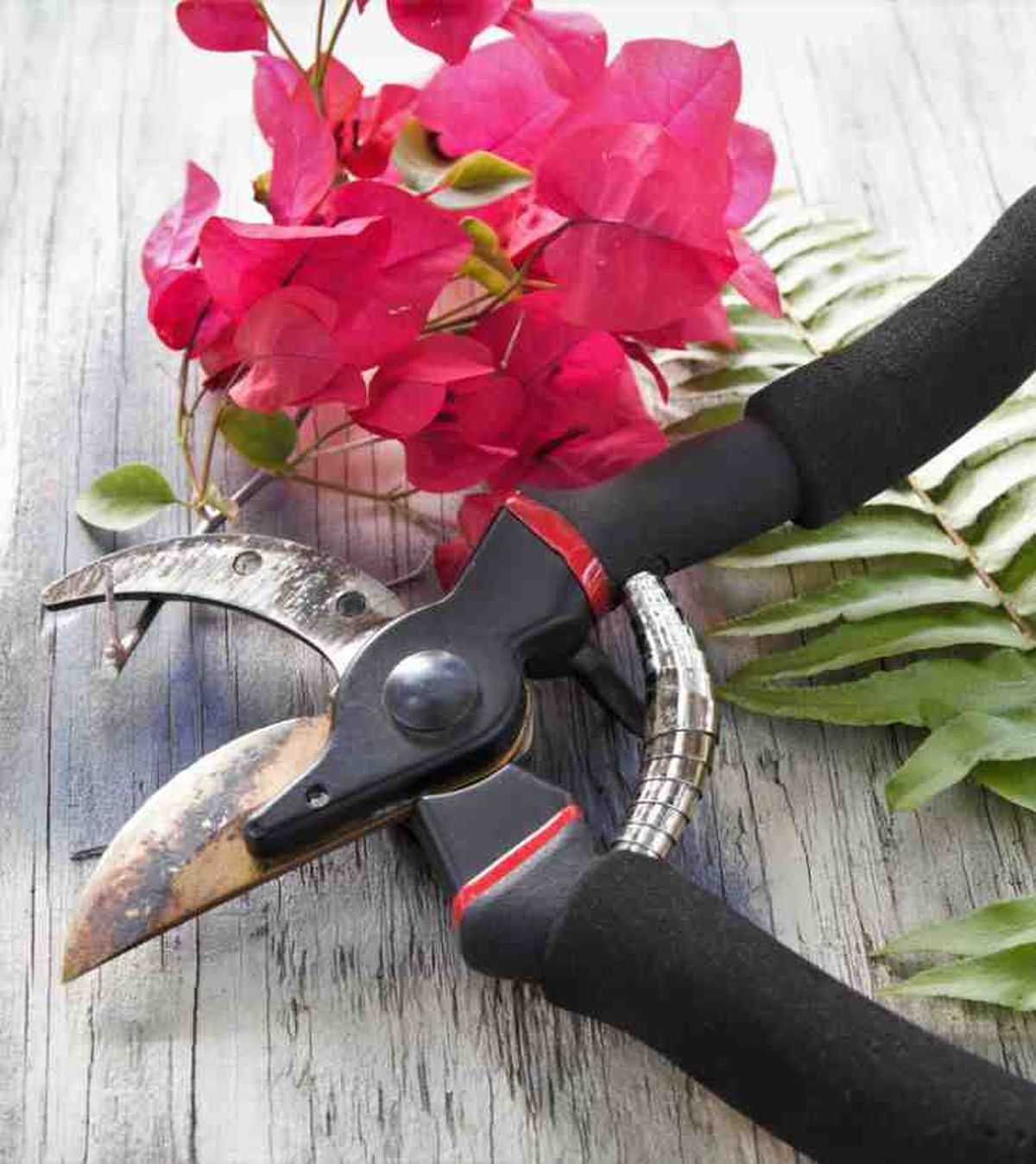 tipos poda buganvilla