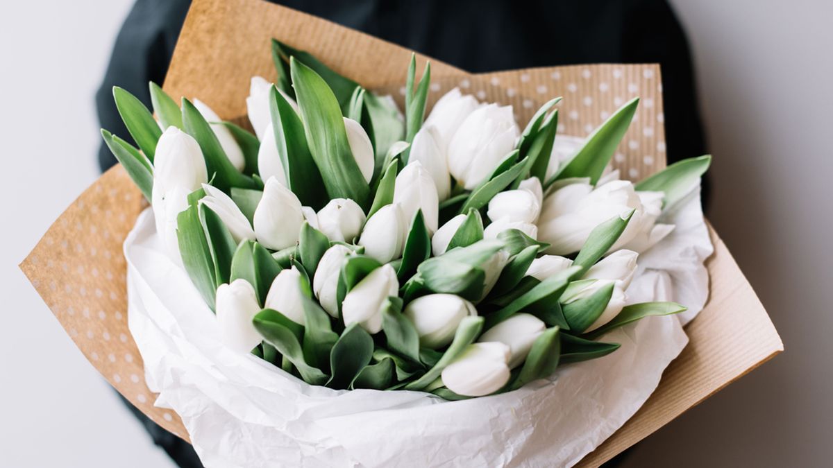 regalar tulipan blanco