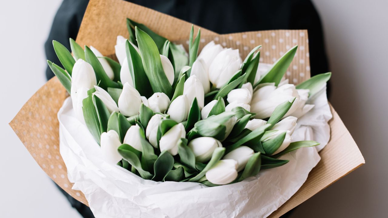 regalar tulipan blanco
