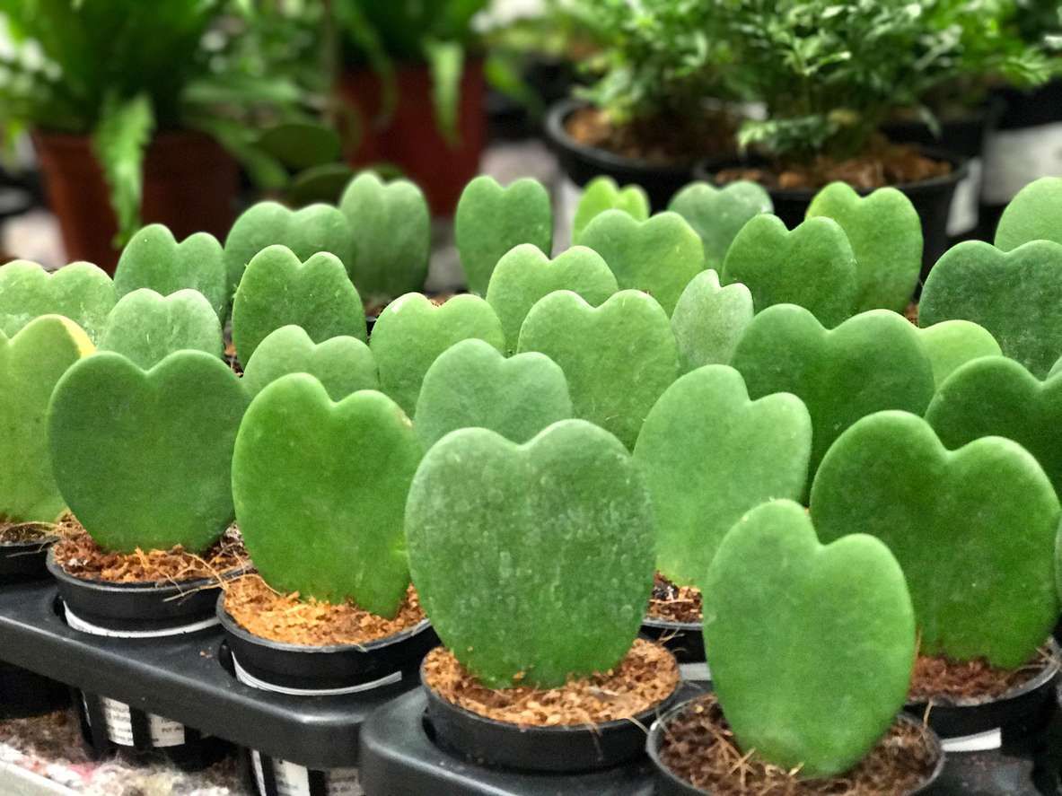 comprar hoya kerrii