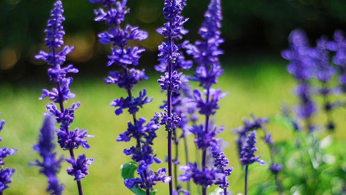 Composición floral con salvias