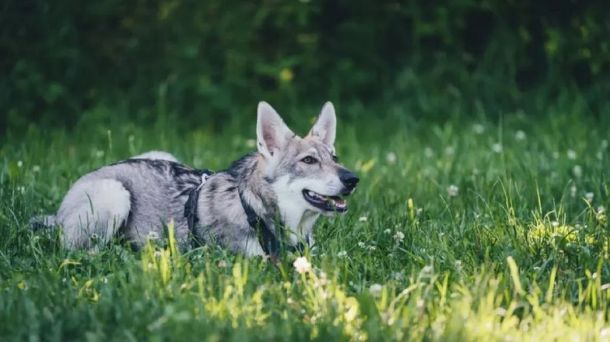 perros que parecen lobos perro lobo de saarloos