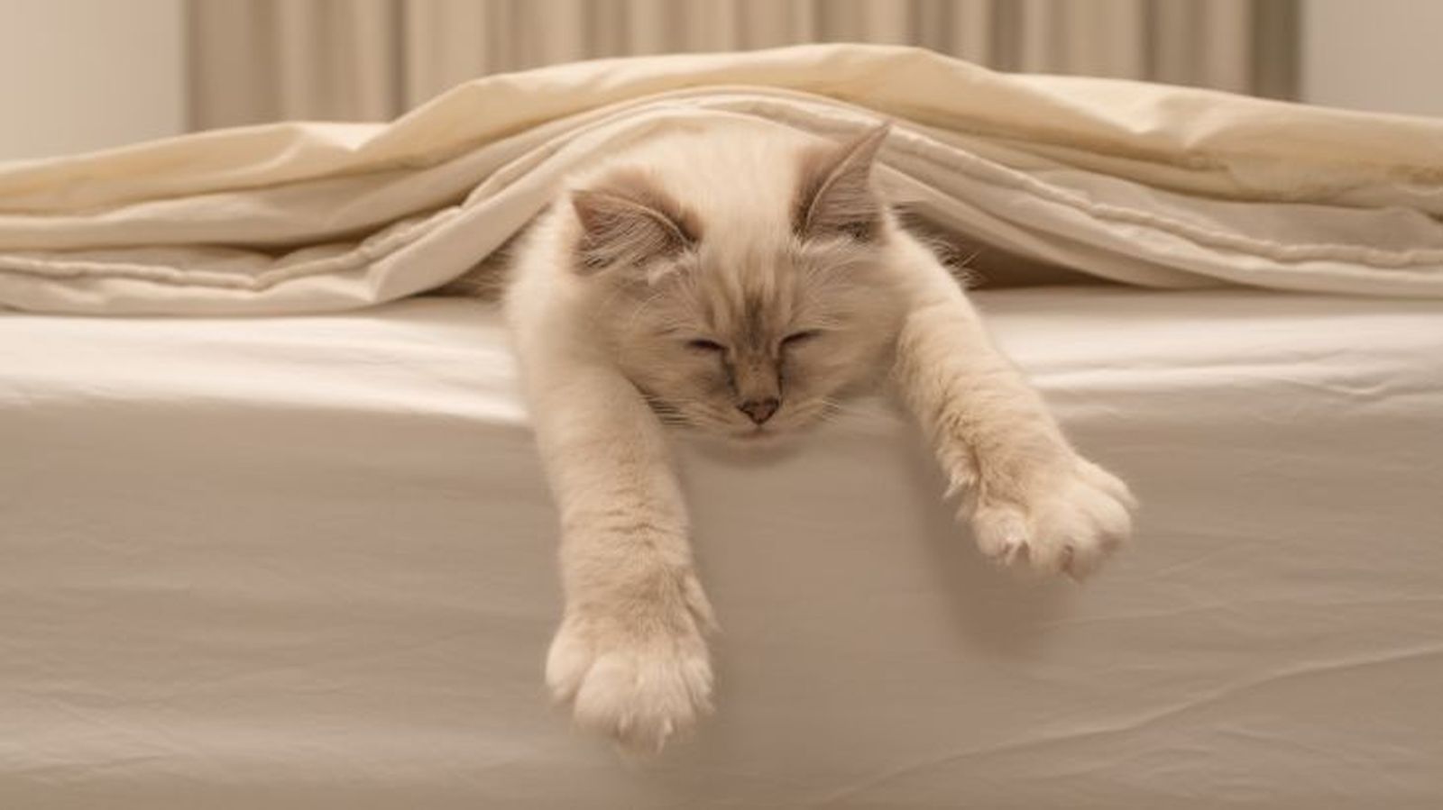 que significa sonar con un gato 1