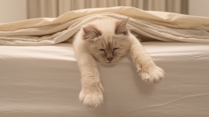 que significa sonar con un gato 1