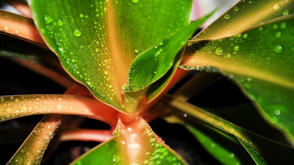 cinta naranja chlorophytum green orange detalles