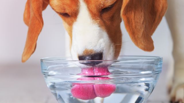 por que mi perro bebe mucha agua 14