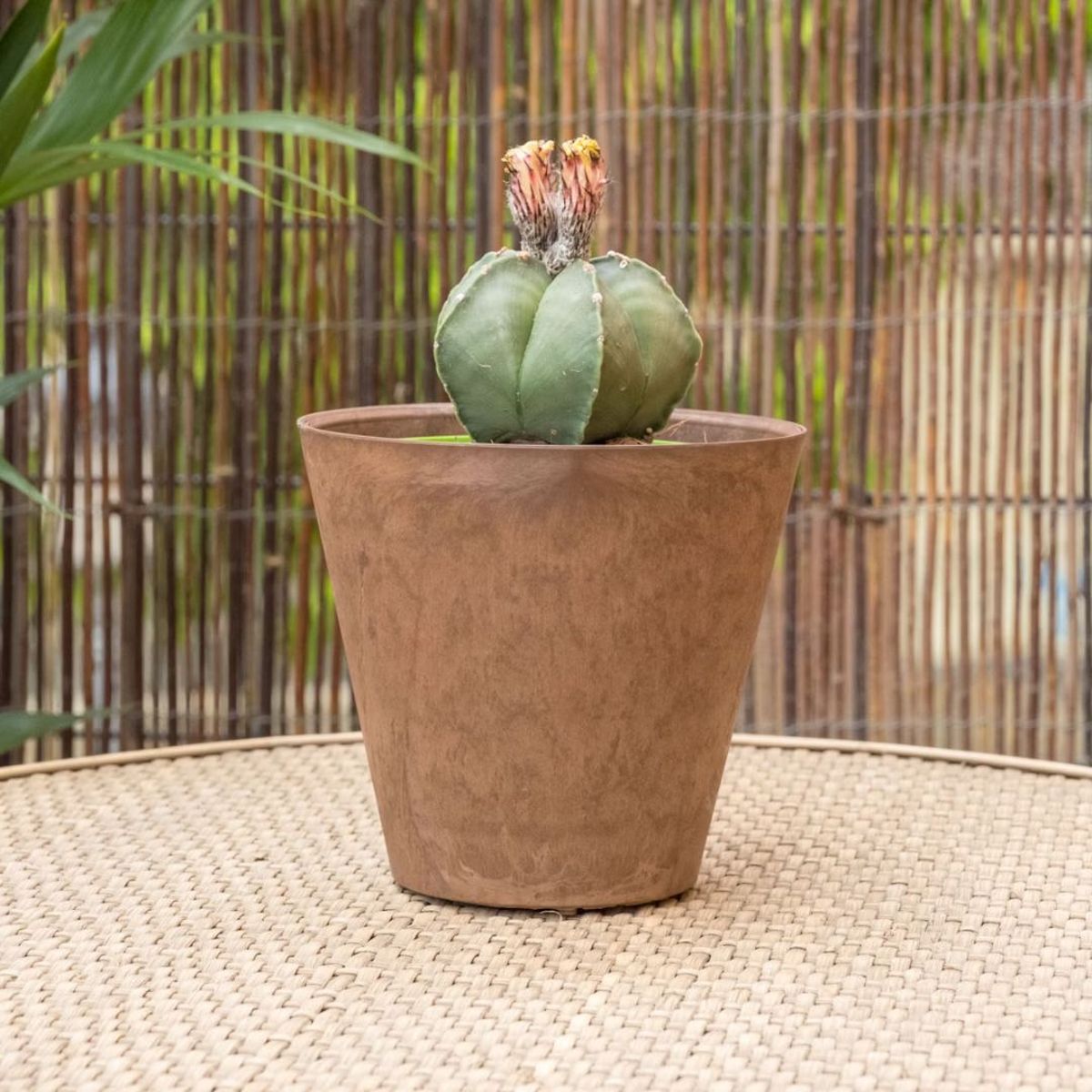 cactus astrofito be green