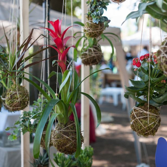 kokedamas colgados