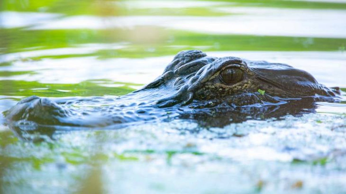 caimanes hibernan bruman